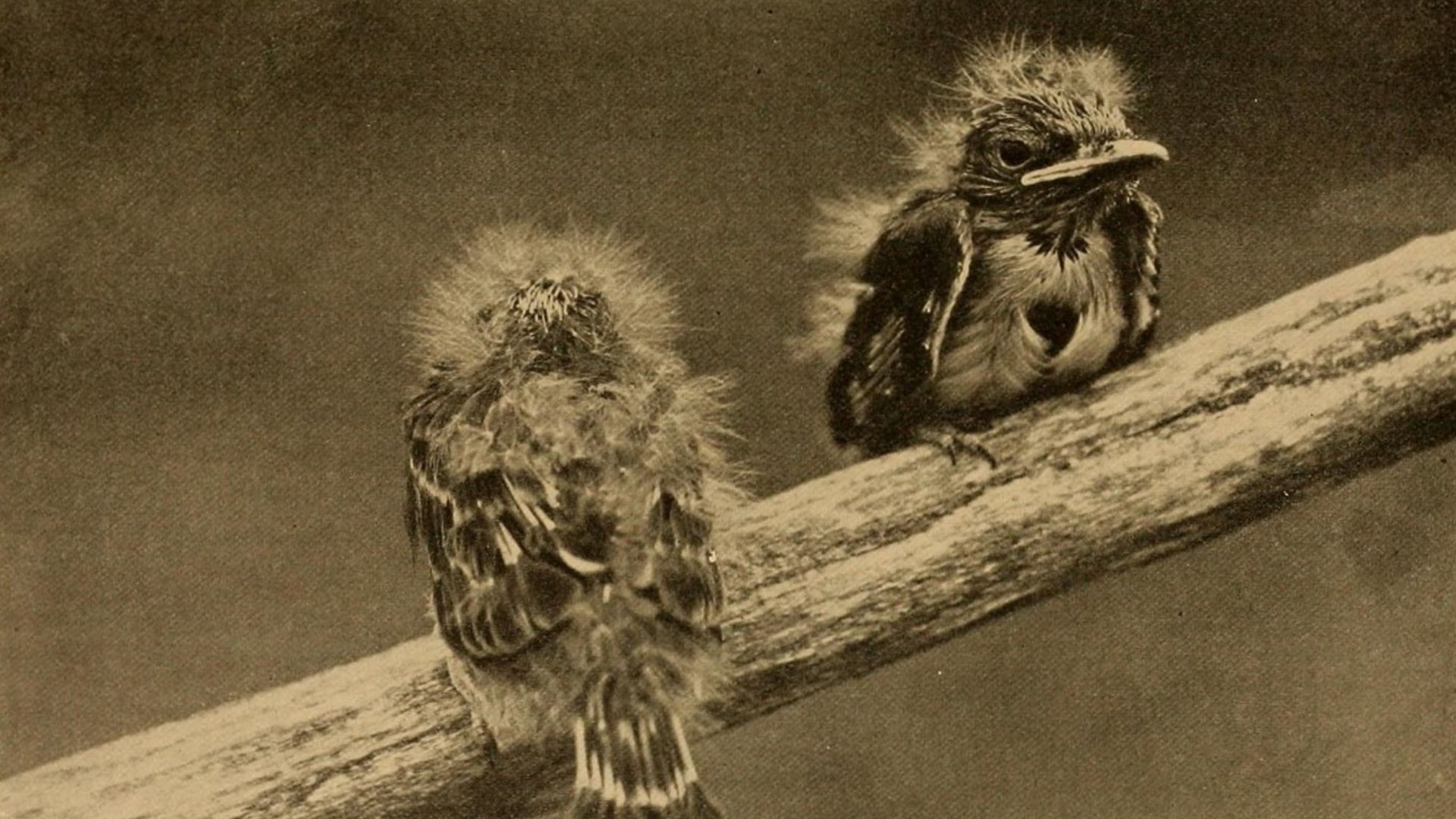 Copenhagen Climate Sound Series image 1