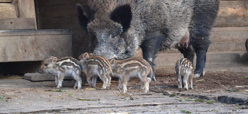 Sonic Agriculture image 1